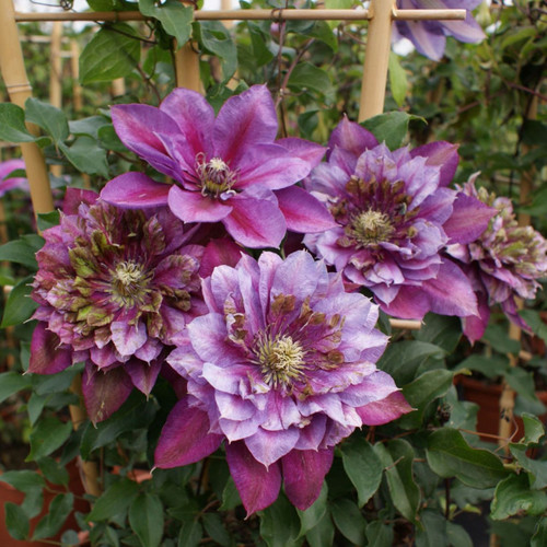Clematis Temptation