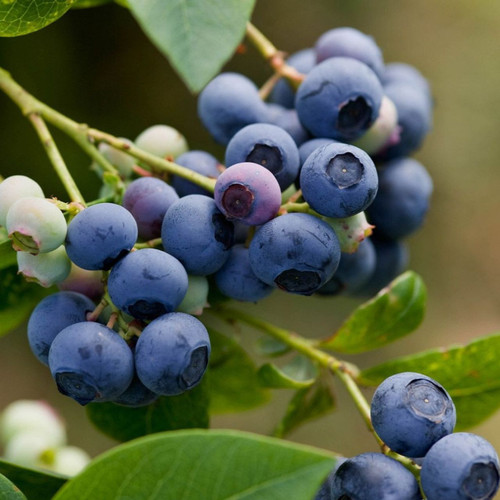 Blueberry 'Dixi'