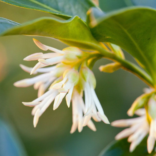 Sarcococca confusa (2 Litre Pot)