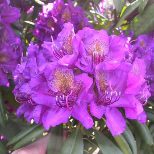 Rhododendron Catawbiense Grandiflorum