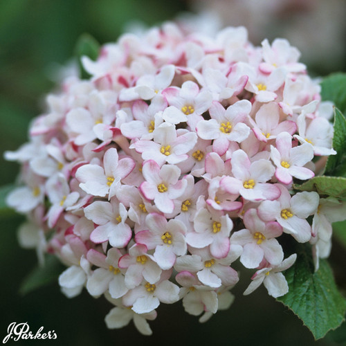 Viburnum burkwoodii 'Mohawk'