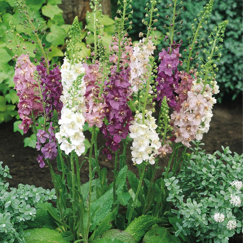 Verbacum Phoeniceum Mix