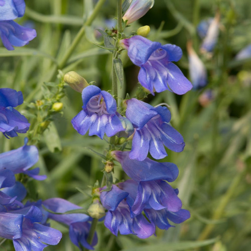 Penstemon Electric Blue