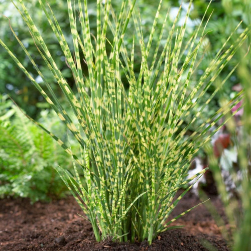 Miscanthus sinensis Gold Bar