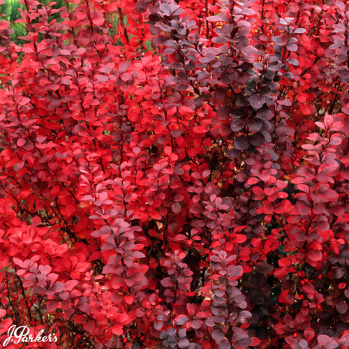 Berberis thunbergii Red Pillar