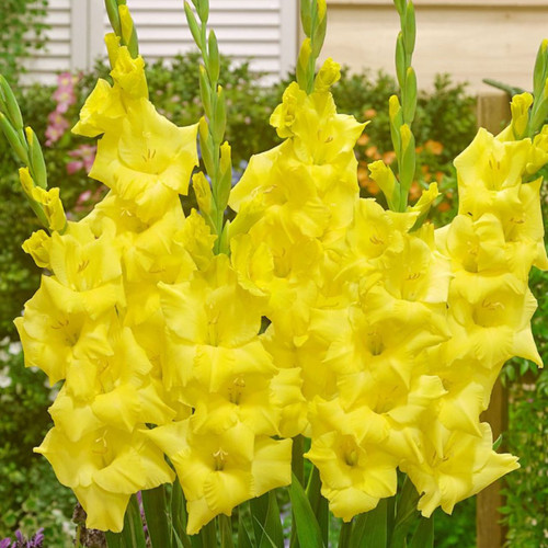 Gladiolus Gladdies 'Luna'