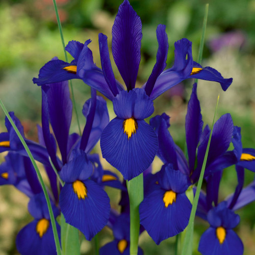 Iris Dutch 'Blue Pearl'