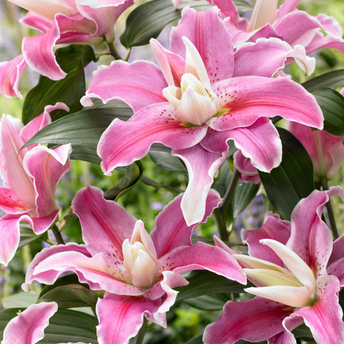 Lilium Lilac Cloud
