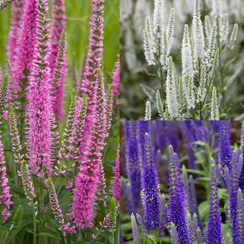 Veronica Longifolia Mix