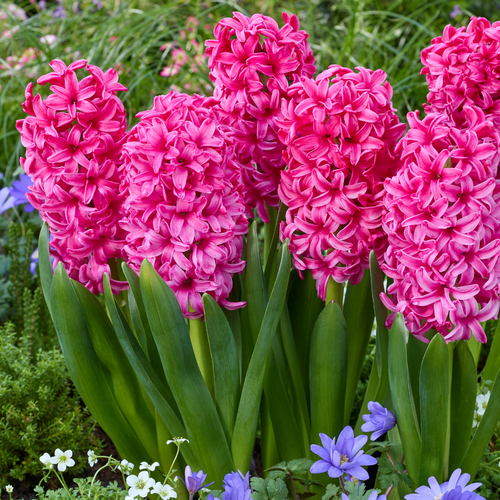 Hyacinth Sylvester 14/15cm
