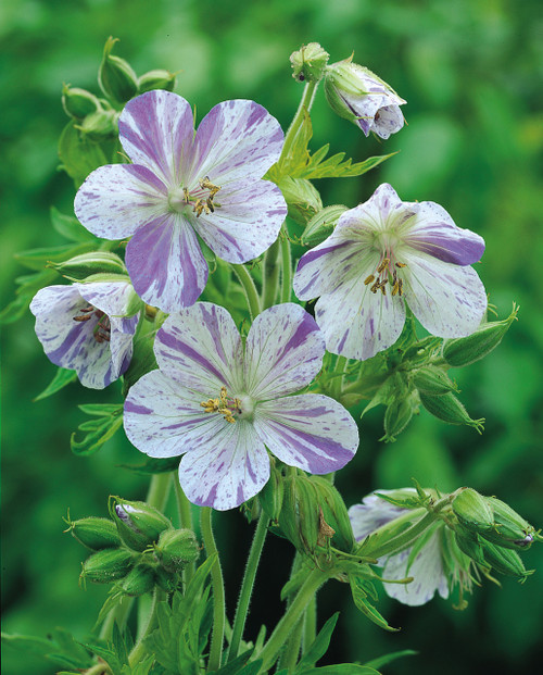 Geranium pra. Splish Splash 1L