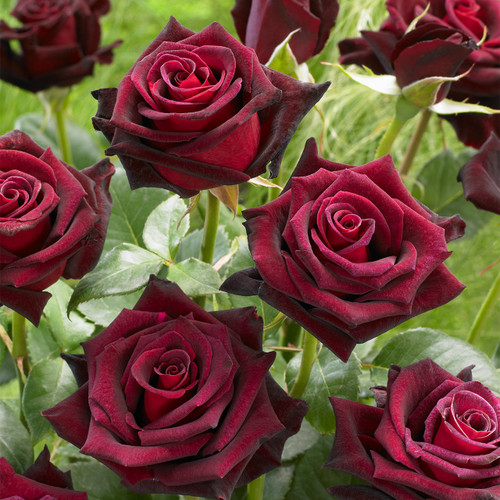 Rose Black Baccara 2L