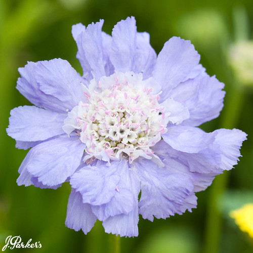 Scabiosa Clive Greaves 7cm