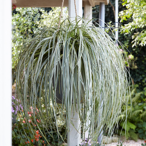 Carex oshimensis Feather Falls
