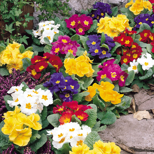 60 Polyanthus Stella Mix