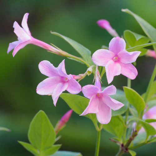 Jasmine x stephanense