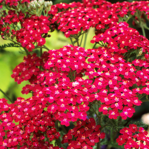 Achillea millefolium Cassis 9cm