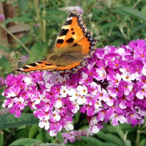 Buddleja davidii 'Berries and Cream' 2L