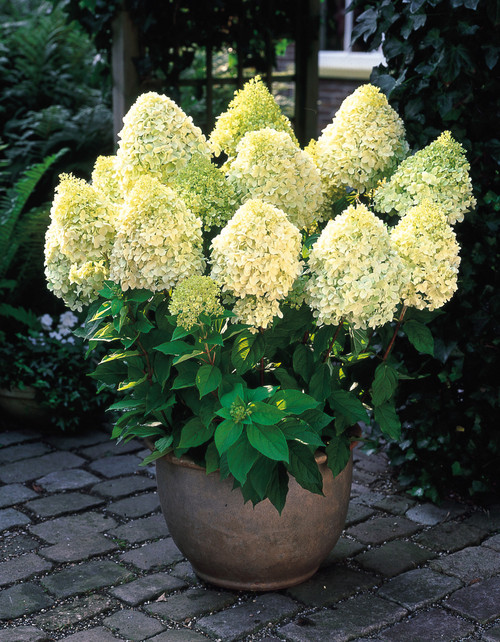 Hydrangea paniculata 'Limelight' 2L