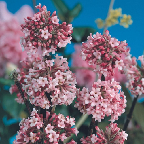 Viburnum bodnantense 'Charles Lamont'