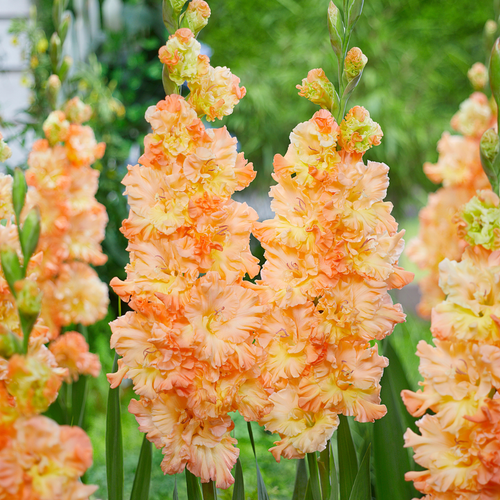 Gladiolus 'The Great Queen Elizabeth'