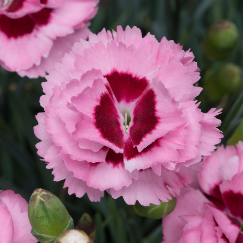 Dianthus Scent First Raspberry Sundae