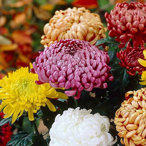 Chrysanthemum Bloom Holiday (Pink)