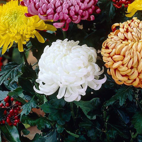Chrysanthemum Bloom Evelyn Blush (White)