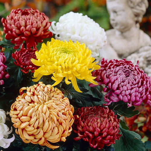 Chyrsanthemum Bloom Golden Alec Bedser (Yellow)