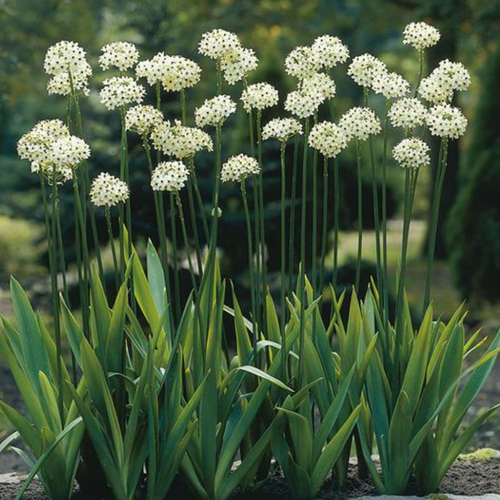 Ornithogalum saundersiae