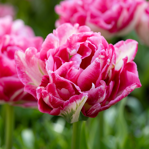 Tulip 'Marshmallow'