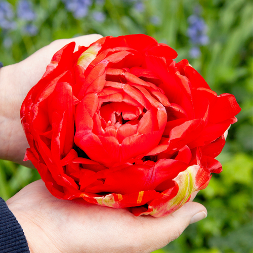 Tulip 'Bombastic Red'