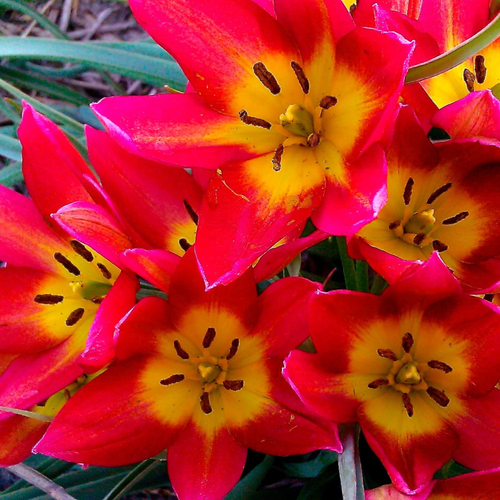 Tulip 'Hageri'