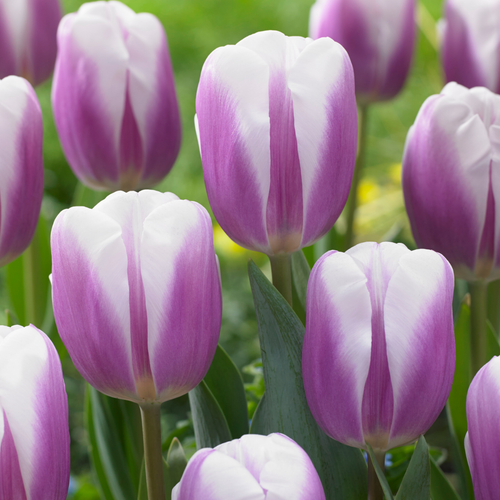 Tulip 'Librije'