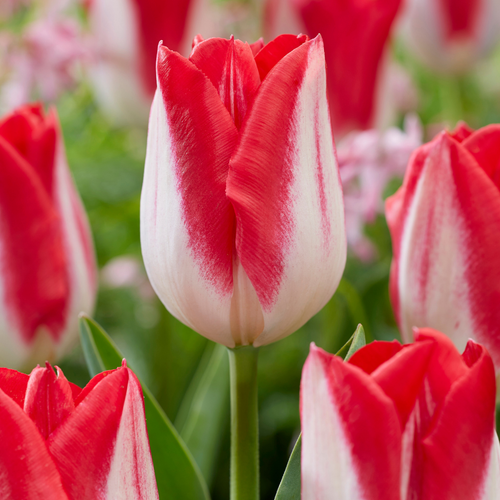 Tulip 'Kissable'