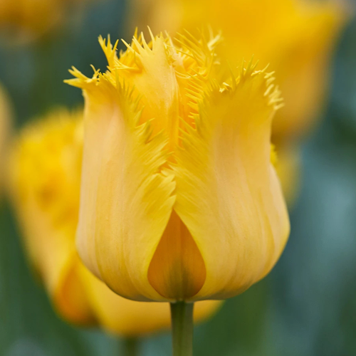 Tulip 'Crystal Star'