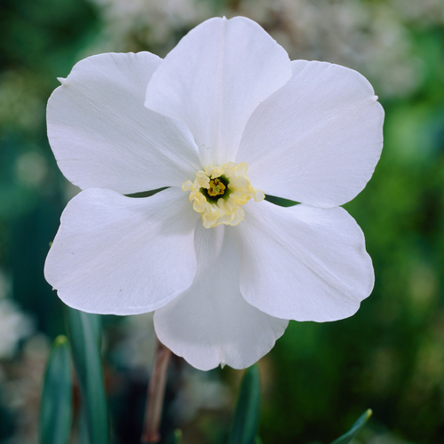 Narcissus 'Polar Ice'