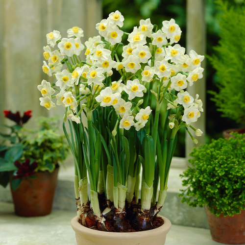 Narcissus 'Avalanche'