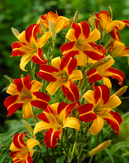 Hemerocallis Frans Hals (Potted)