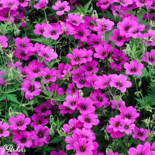 Geranium 'Patricia' (Potted)