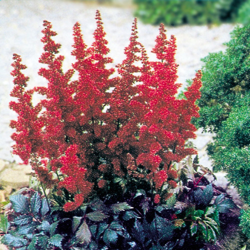 Astilbe 'Red Baron'