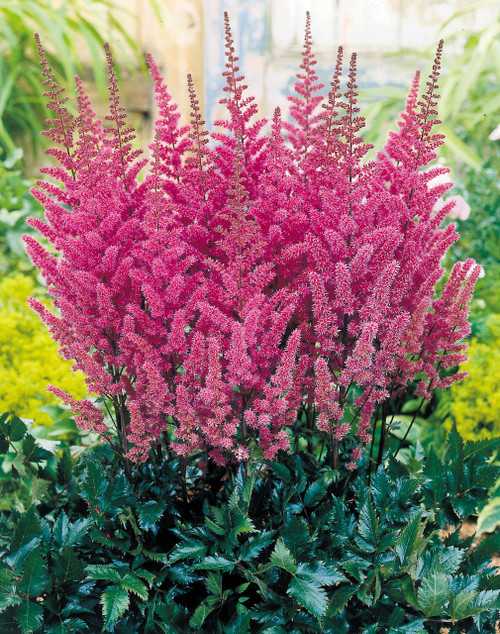 Astilbe Erika (Potted)