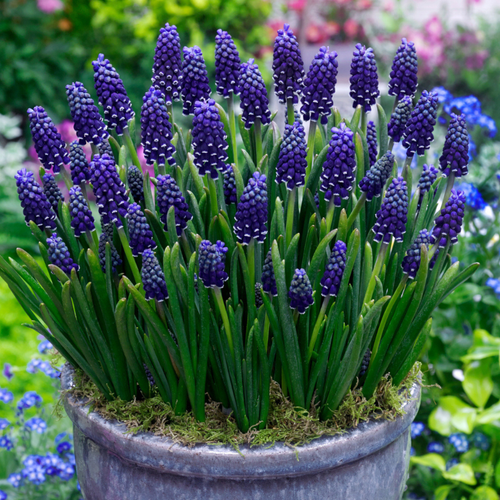 Muscari armeniacum 'Night Eyes'