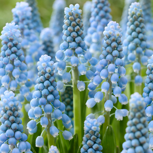 Muscari armeniacum 'Mabel'