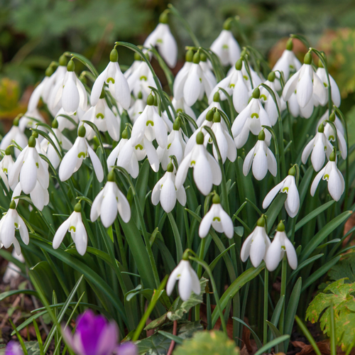 Galanthus 'Straffan'