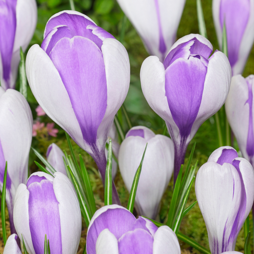 Crocus 'Whale Shark'