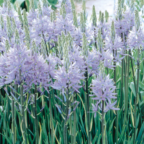 Camassia leichtlini 'Caerulea'