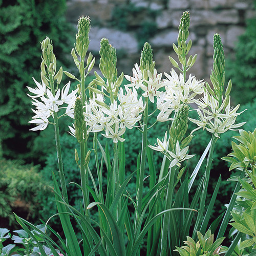 Camassia leichtlinii 'Alba'
