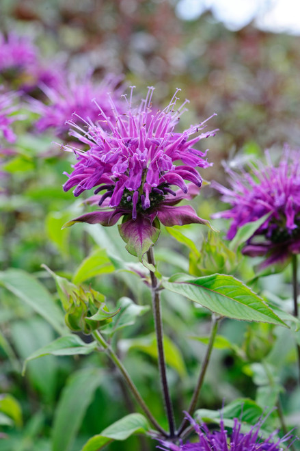 Monarda 'Blaustrumpf'
