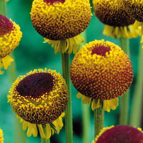 Helenium autum. 'Lollipop'